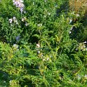 Solanum species